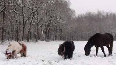 Pony's in the snow